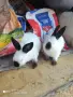 Калифорнийски женски 35 €, снимка 1