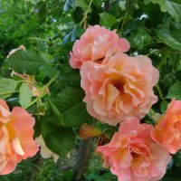 Резници Оранжев трендафил 💥, снимка 1 - Градински цветя и растения - 14774196