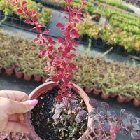 Берберис Розов блясък, Berberis thunbergii 'Rose Glow', студоустойчив!!, снимка 5 - Градински цветя и растения - 42722622