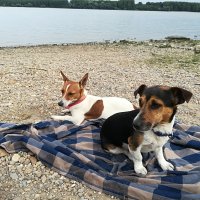 ПРОДАВАМ женски-djack russell terrier 0209211151, снимка 1 - Джак ръсел териер - 34002463