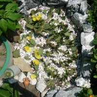Студоустойчиви кактуси Опунция (Бодлива круша) подходящи за Вашата красива градина, снимка 12 - Градински цветя и растения - 29201767