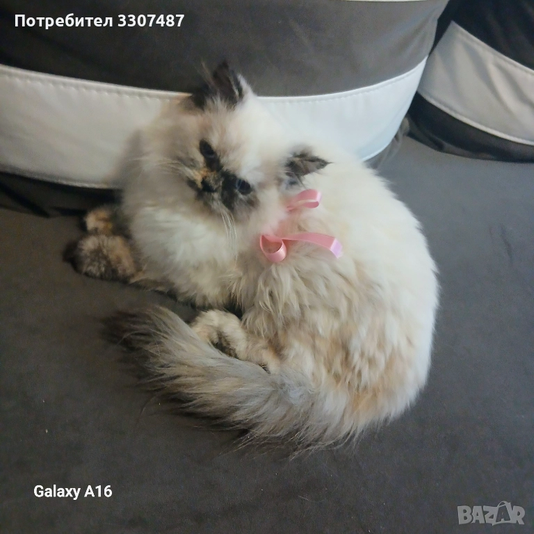 Котета Регдол, снимка 1