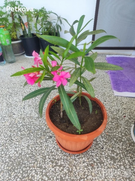 Зокуми(олеандър), снимка 1