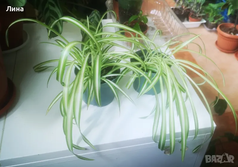 Хлорофитум комозум(Chlorophytum como sum) , снимка 1