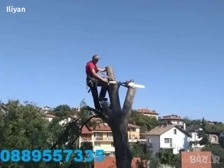 Рязане на дървета , снимка 1