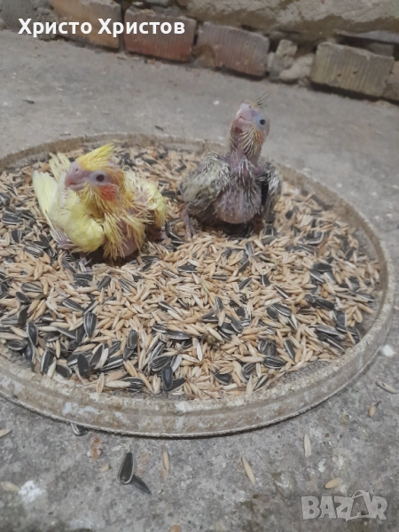 Корела, снимка 1