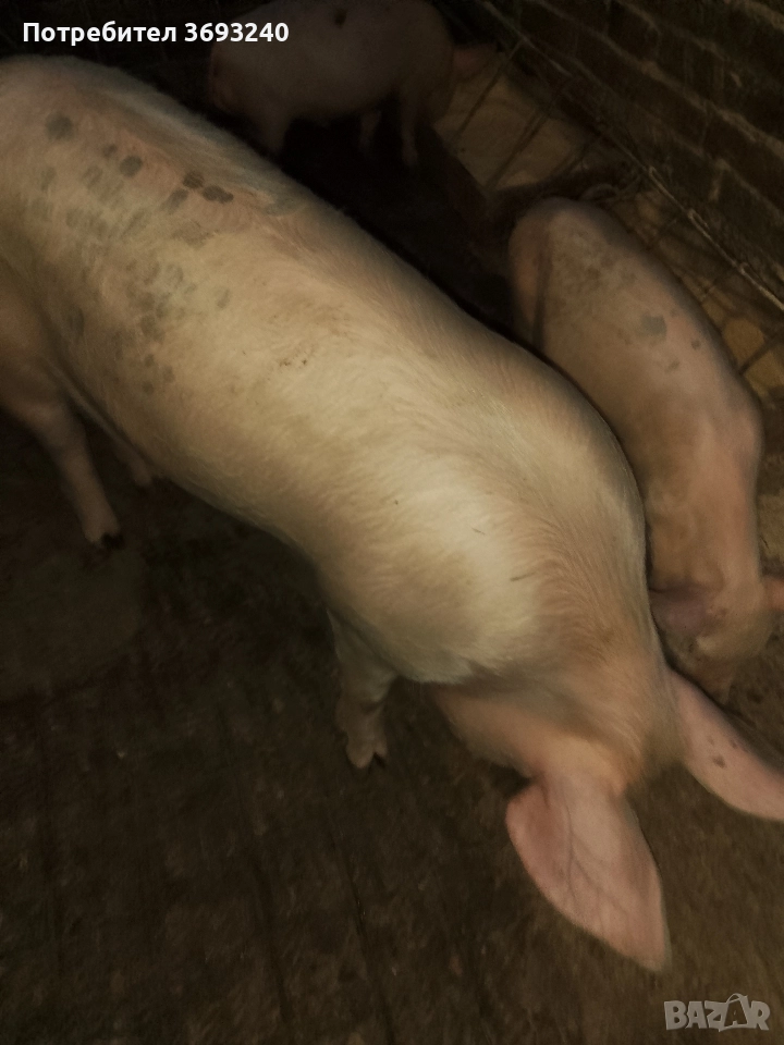 продавам мъжко прасе, снимка 1