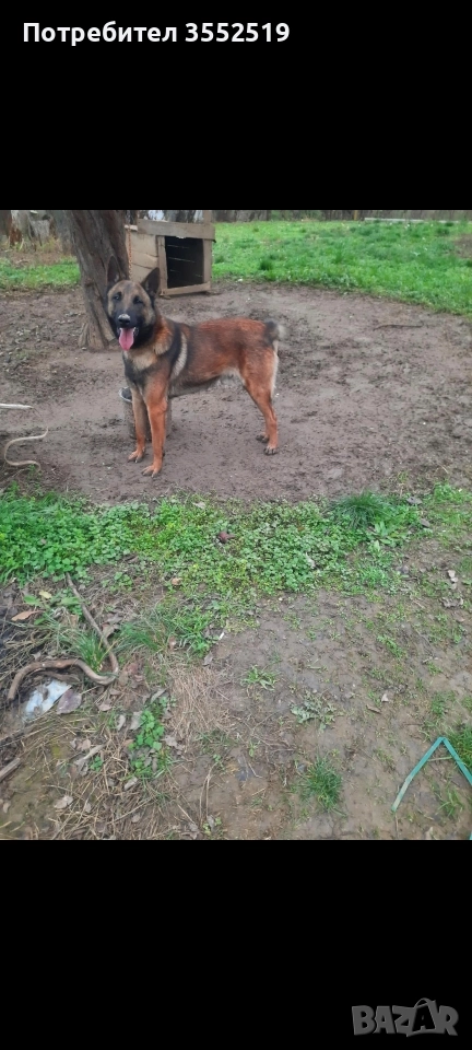 Белгийска овчарка мъжко на 1,5 г., снимка 1