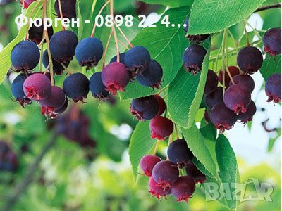 Амеланхиер -Amelanchier, снимка 1