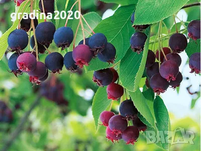 Амеланхиер -Amelanchier, снимка 1