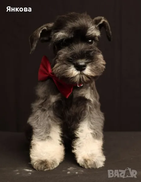 Мъжки цвергшнауцер, титулувани родители шампиони ЕС, снимка 1