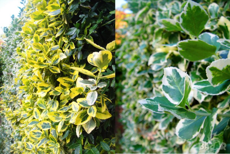 Радиканс - 3 вида вечнозелен жив плет (ПРОМО: 1,10 лв.–0,80 лв.), снимка 1