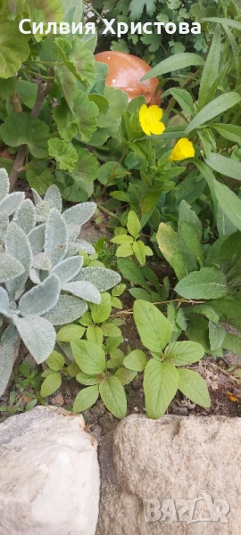 Продавам разсад декоративен Щир , снимка 1