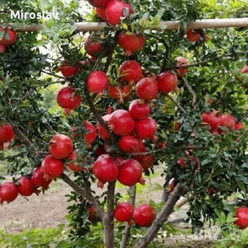 НАР-(Punica Granatum), снимка 1