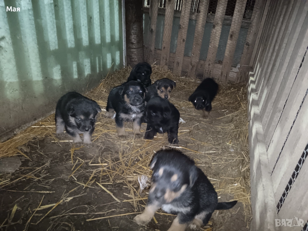 Бебета копойчета, снимка 1