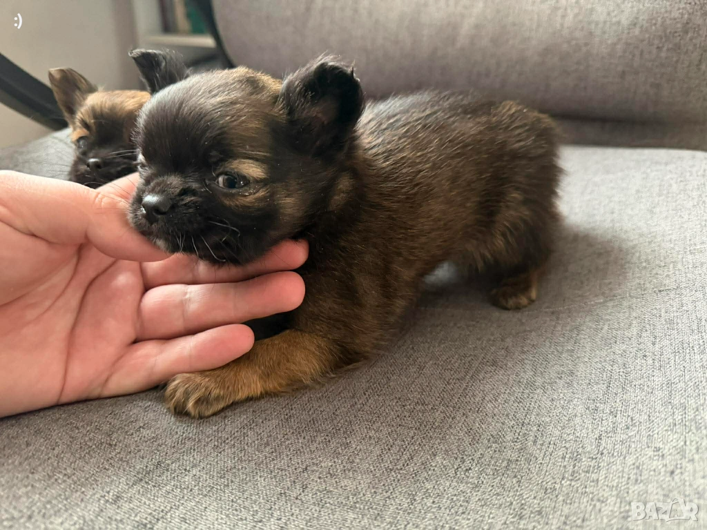 Дългокосмести Чихуахуа Актуално от 20.1.2026, снимка 1