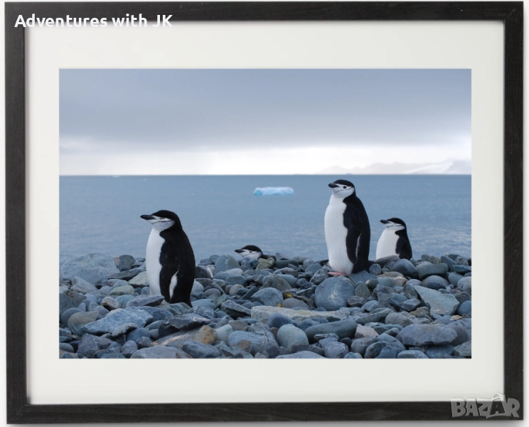Авторски фотопринт "Пингвини в Антарктика" в черна рамка от MDF с паспарту с размер 40х50 см, снимка 1