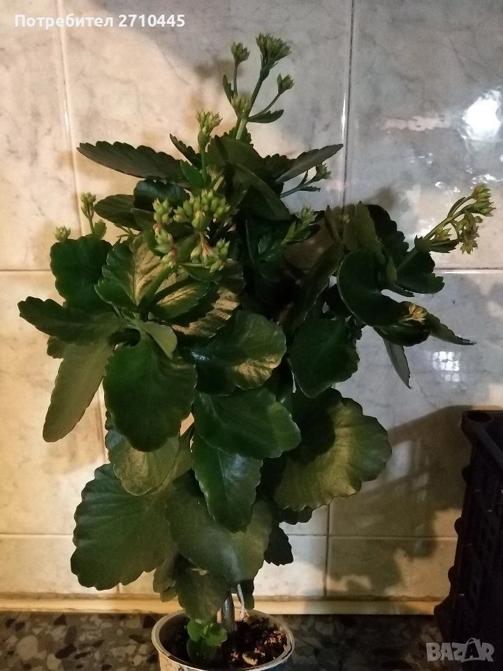 Каланхое, голямо, снимка 1