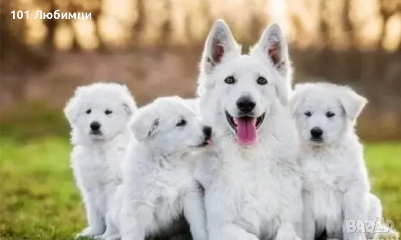Бяла швейцарска овчарка, снимка 1