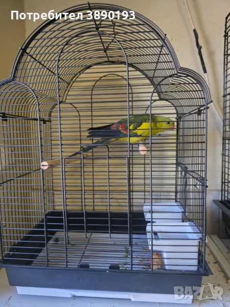 Планински папагал, снимка 1