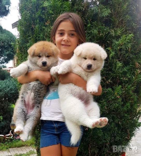 Акита Ину Японска Акита , снимка 1