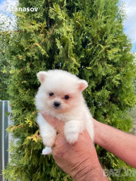 Померан Померанчета, снимка 1