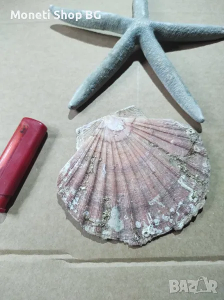 Океански дарове, снимка 1