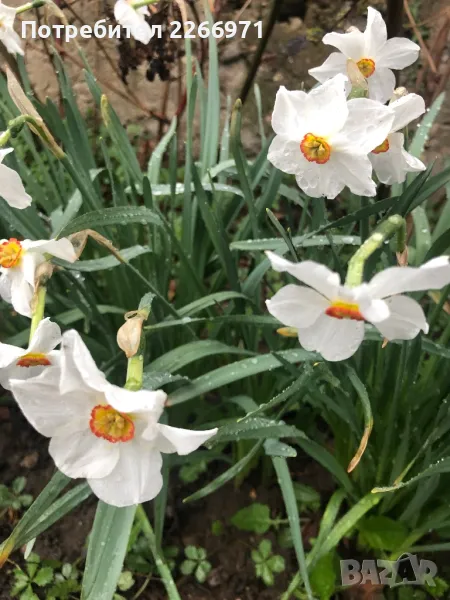 Луковици от нарциси, снимка 1