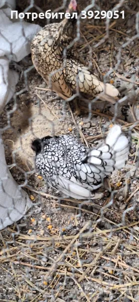 продавам ярки и петли зибрайт, снимка 1