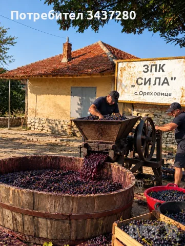 Грозде "Мерло" за вино 🍷, снимка 4 - Разсади - 55978080