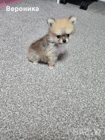 померан мини мини момче, снимка 10 - Померан - 55836403