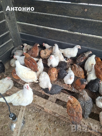 селски пилета 