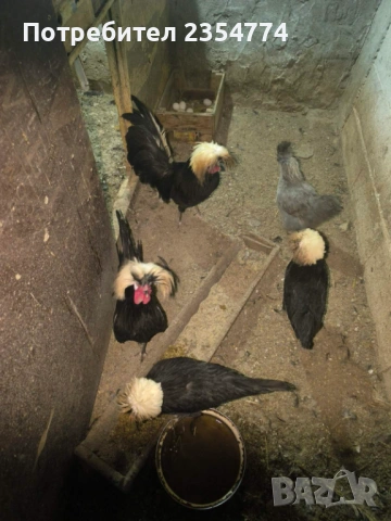 холандска качулата, снимка 2 - Кокошки и пуйки - 54058623