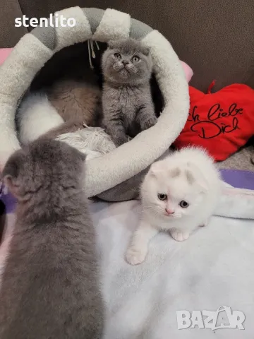 Шотландски клепоухи котета , снимка 18 - Британска късокосместа - 33045360