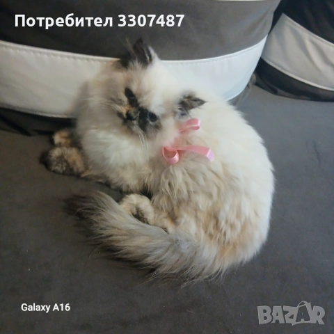 Котета Регдол, снимка 1