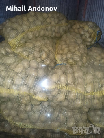 Картофи за семе клас а, има и за консумация, снимка 1 - Сортови семена и луковици - 44605753