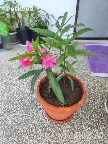 Зокуми(олеандър)