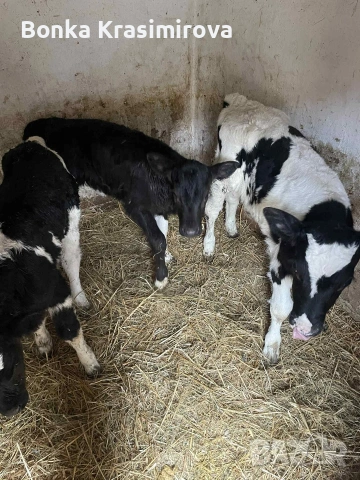 4 женски 1 мъжко , снимка 6 - Крави - 53291855