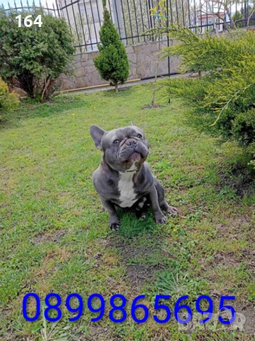 Мъжки син Френски Булдог свободен за разплод.