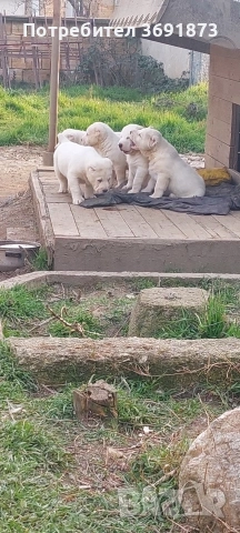 алабайчета чистокръвни, снимка 17 - Алабай - 54087010