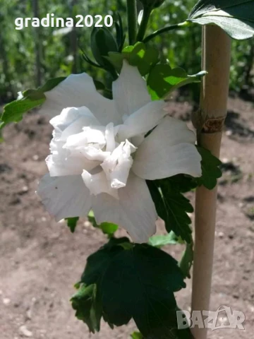 Хибискус Кичест - Щамба Цветове   Бала , Розова и Червена , снимка 7 - Разсади - 46653636