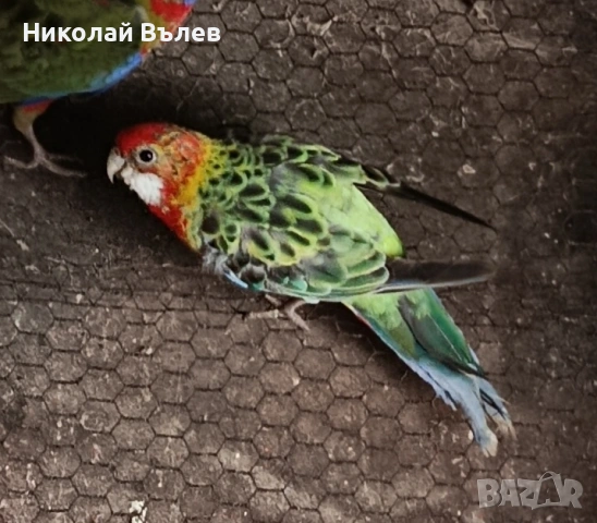 Женска пъстра розела, снимка 4 - Папагали - 53349392
