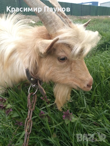 Млад пръч ,на една година ,за дъмъзлък .