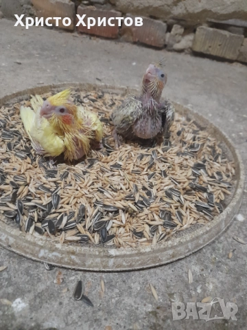 Корела, снимка 1