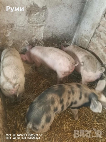 Продавам прасенца, снимка 5 - Прасета - 52955809