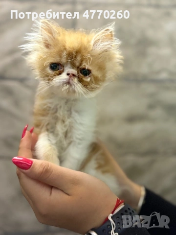 Персийско коте