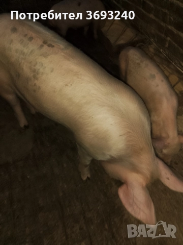 продавам мъжко прасе
