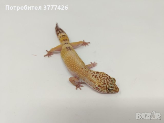 Женски Леопардови Гекони, снимка 2 - Гекон - 44394698