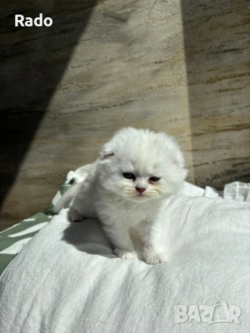 Клепоухи сребърни чинчили, снимка 8 - Чинчили - 54220677