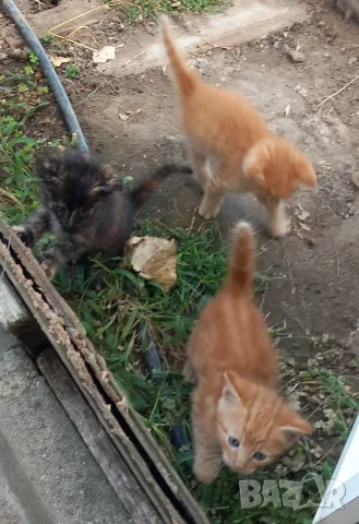 Подаряваме котета., снимка 7 - Други - 54716851